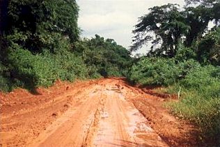 Dirt road in the west cameroonian jungle